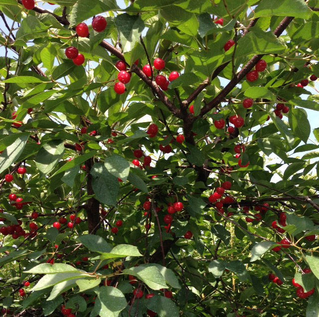 Lehman’s Orchards